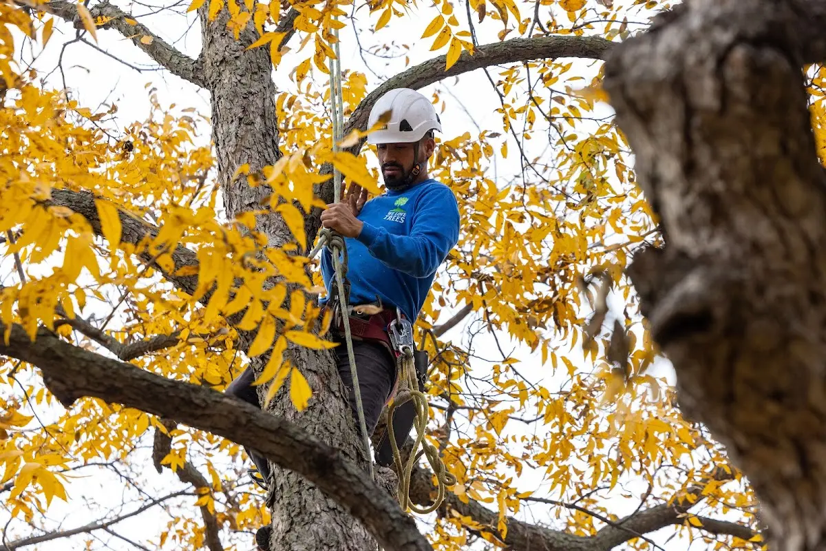 Skilled Tree Pruning crew working in Port Jefferson